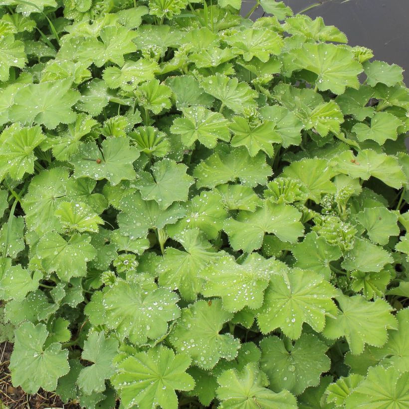 Alchemilla mollis Thriller (Folhagem)