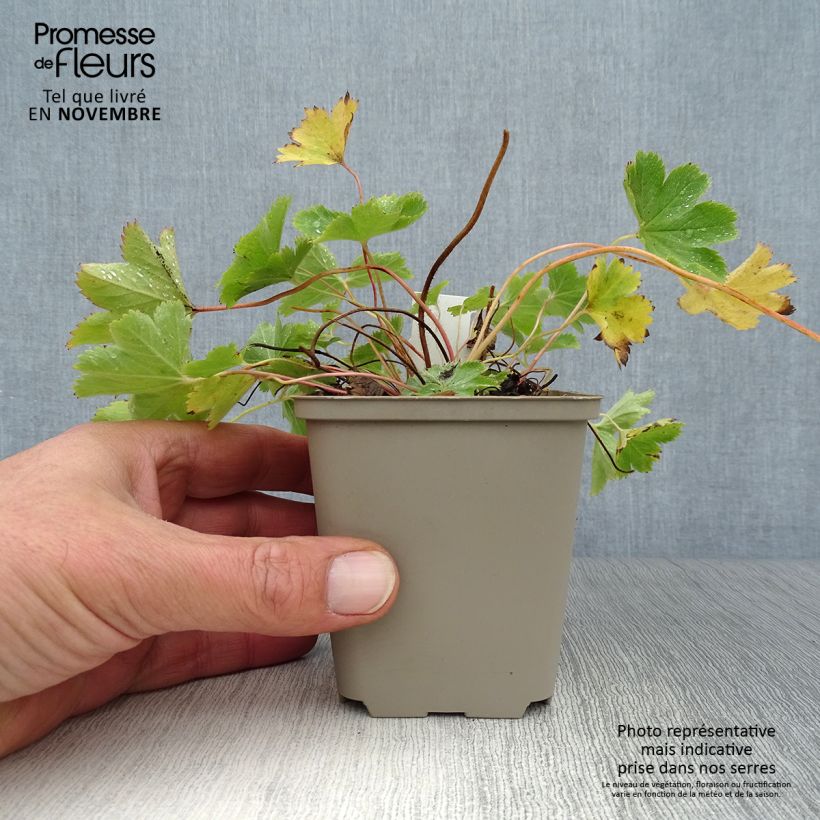 Spécimen de Alchemilla sericata Gold Strike - Alchemille Godet de 8/9 cm tel que livré en automne