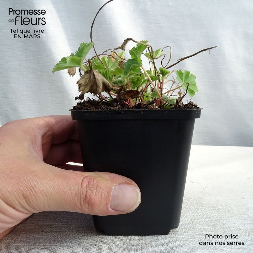 Spécimen de Alchemilla sericata Gold Strike - Alchemille Godet de 8/9 cm tel que livré en hiver