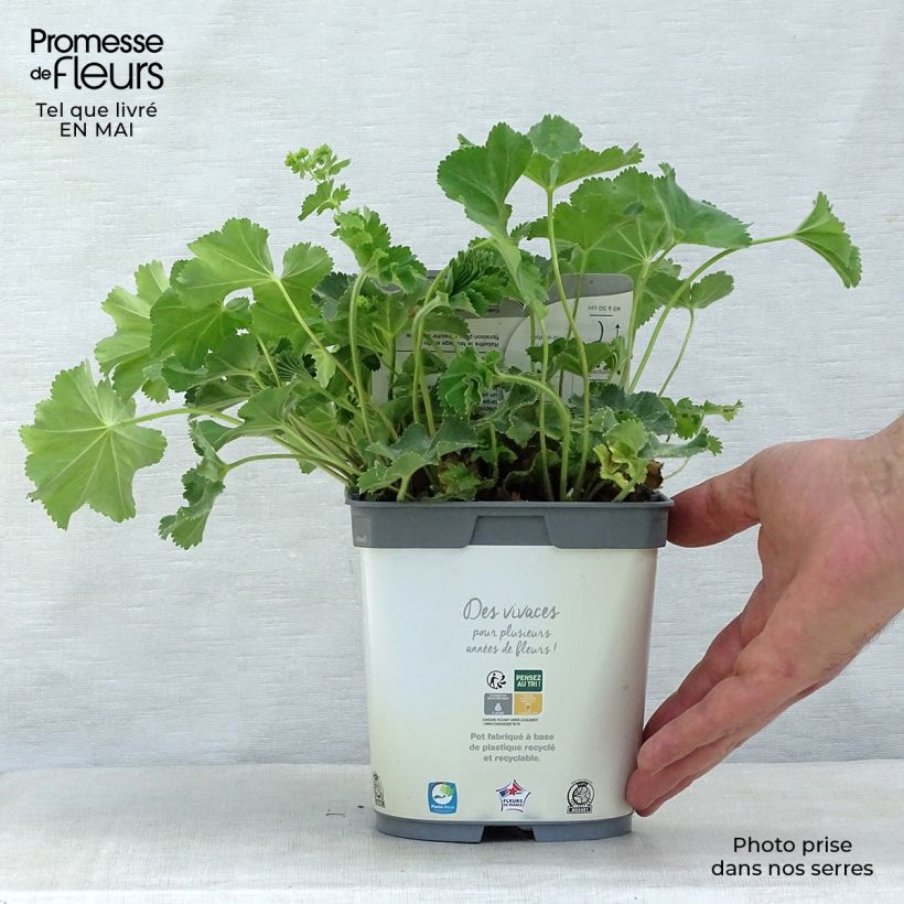 Amostra de Alchemilla mollis Thriller Vaso de 2 L/3 L tal como entregue na primavera