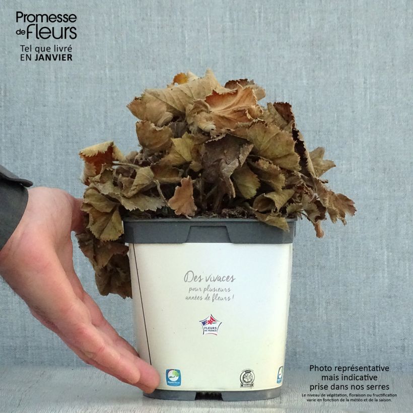 Spécimen de Alchemille Thriller - Alchemilla mollis Pot de 2L/3L tel que livré en hiver