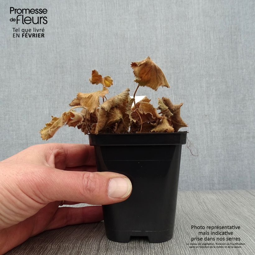 Spécimen de Alchemille Thriller - Alchemilla mollis Godet de 8/9 cm tel que livré en hiver