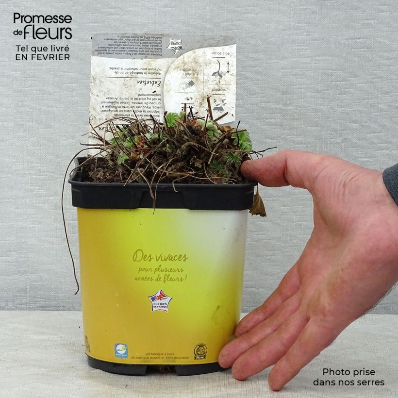 Spécimen de Alchémille commune - Alchemilla mollis Pot de 2L/3L tel que livré en hiver