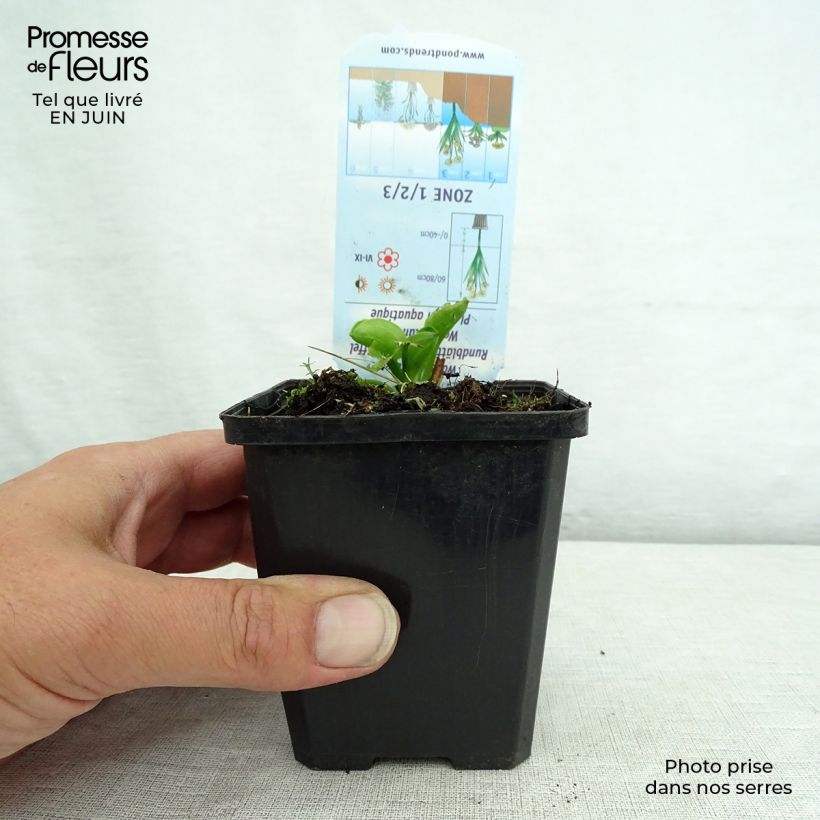 Spécimen de Alisma parviflora - Plantain d'eau Godet de 8/9 cm tel que livré en été