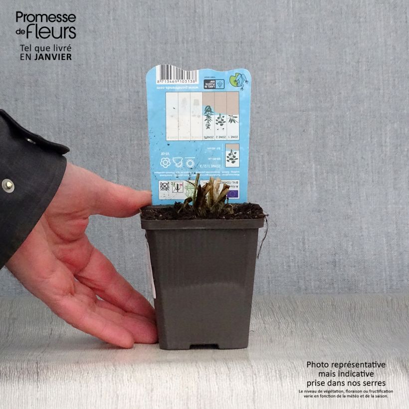 Spécimen de Alisma parviflora - Plantain d'eau Godet de 8/9 cm tel que livré en hiver