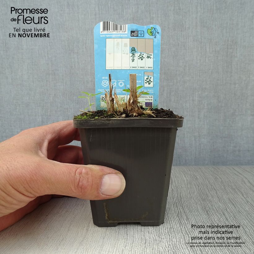 Spécimen de Alisma parviflora - Plantain d'eau Godet de 8/9 cm tel que livré en automne