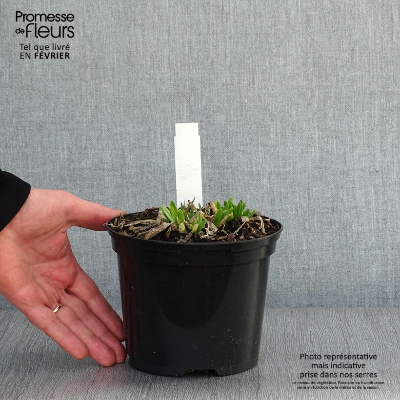 Spécimen de Ail d'ornement - Allium Millenium Pot de 2L/3L tel que livré en hiver