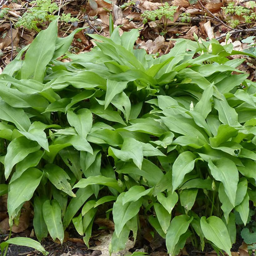 Ail des Ours - Allium ursinum (Feuillage)