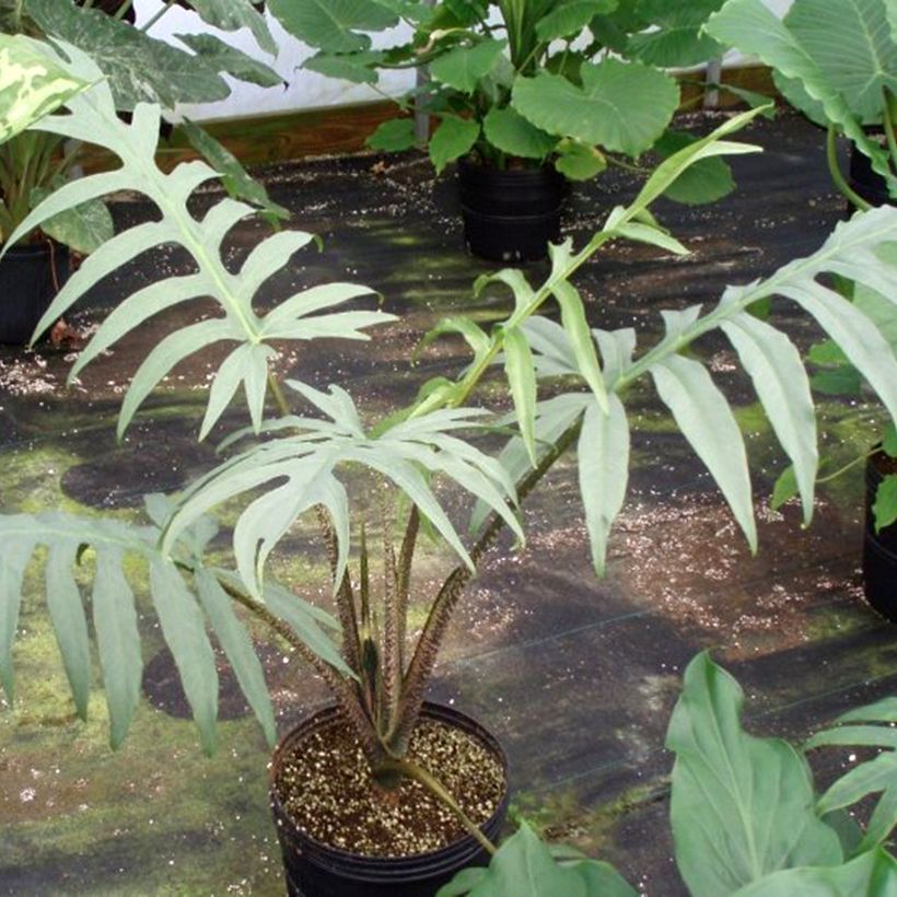 Alocasia brancifolia - Oreille d'éléphant (Port)