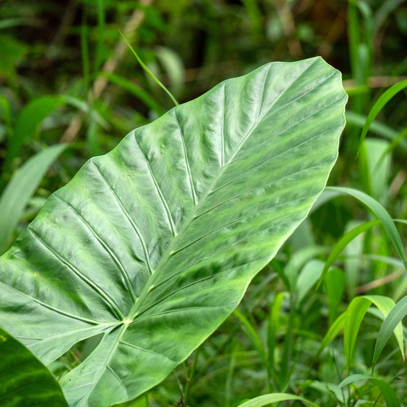 Alocasia Calidora - Oreille d'éléphant (Feuillage)