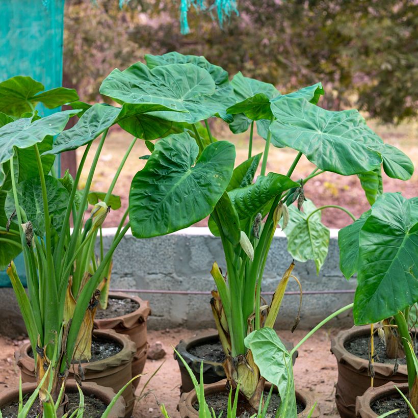 Alocasia Calidora - Oreille d'éléphant (Port)