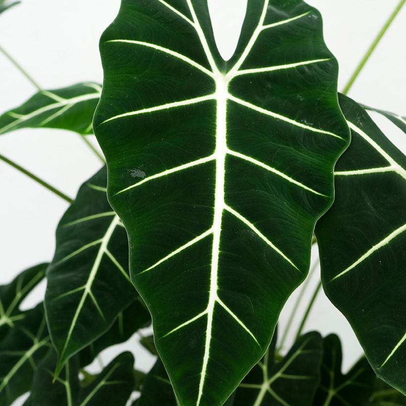 Alocasia Frydek - Oreille d'éléphant (Feuillage)