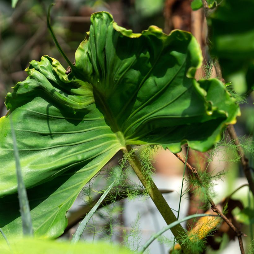 Alocasia Stingray - Oreille d'éléphant (Feuillage)
