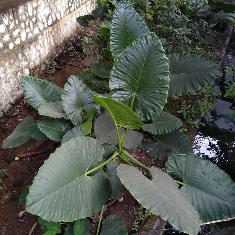 Alocasia Sumo - Oreille d'éléphant (Port)