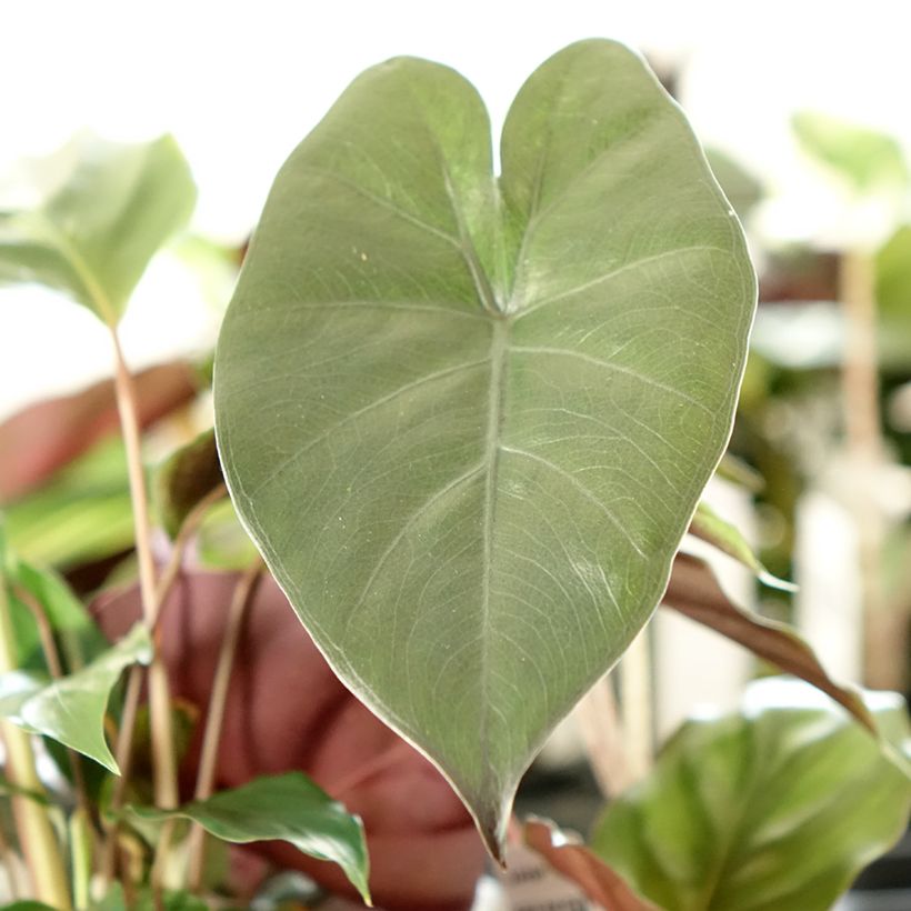 Alocasia Yucatan Princess - Oreille d'éléphant (Feuillage)