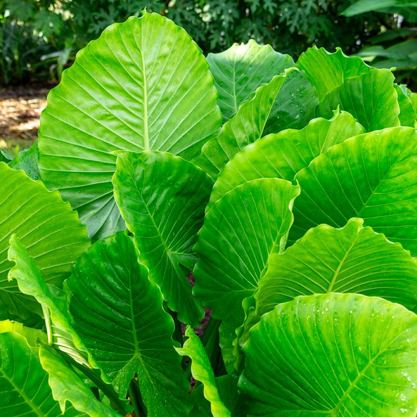 Alocasia California - Oreille d'éléphant (Feuillage)