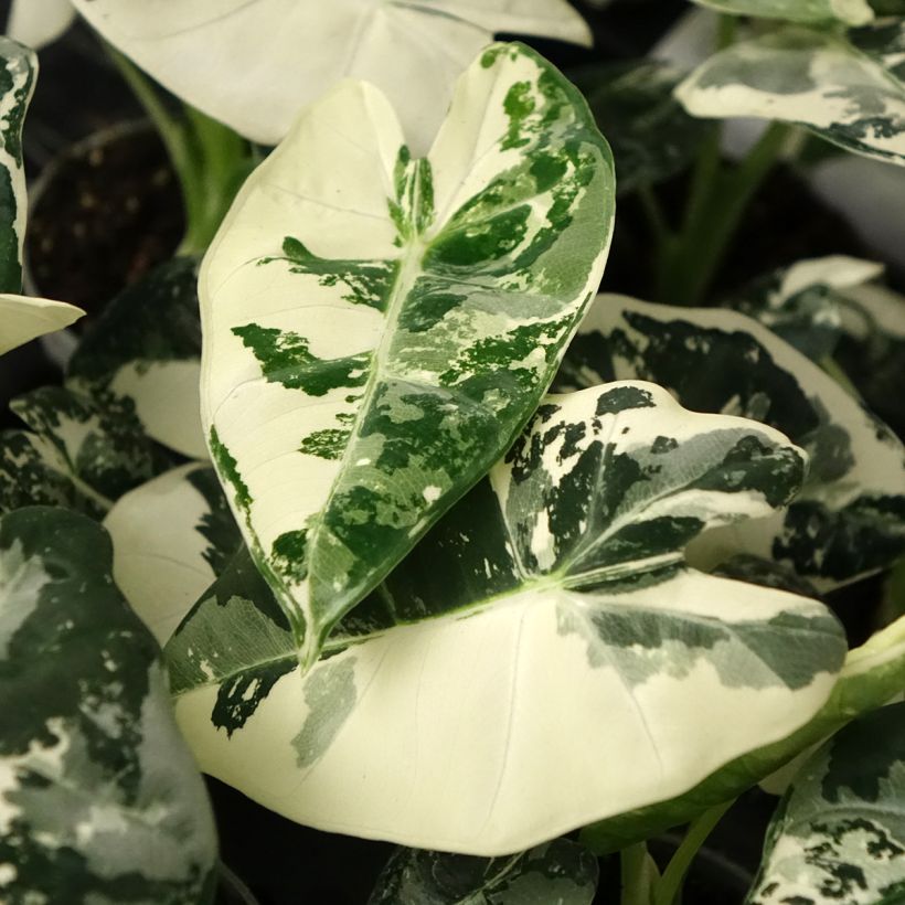 Alocasia Frydek Variegata - Oreille d'éléphant (Feuillage)