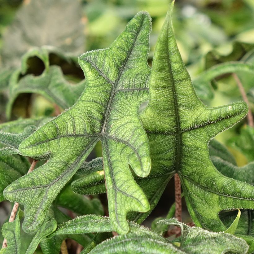 Alocasia Jacklyn - Oreille d'éléphant (Feuillage)