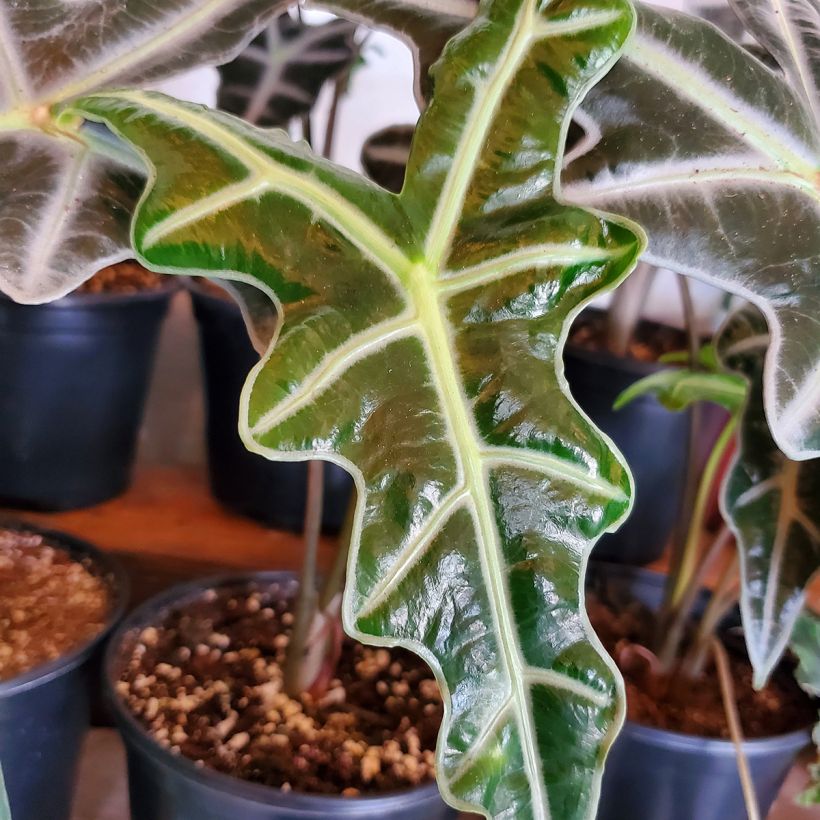 Alocasia Nobilis - Oreille d'éléphant (Feuillage)