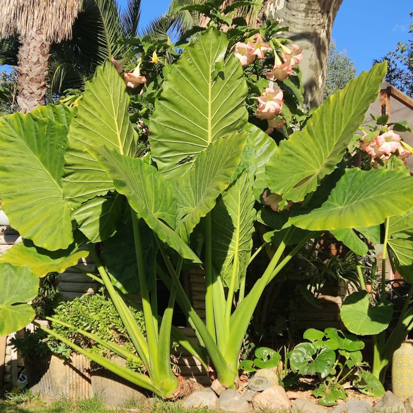 Alocasia odora - Oreille d'éléphant (Port)