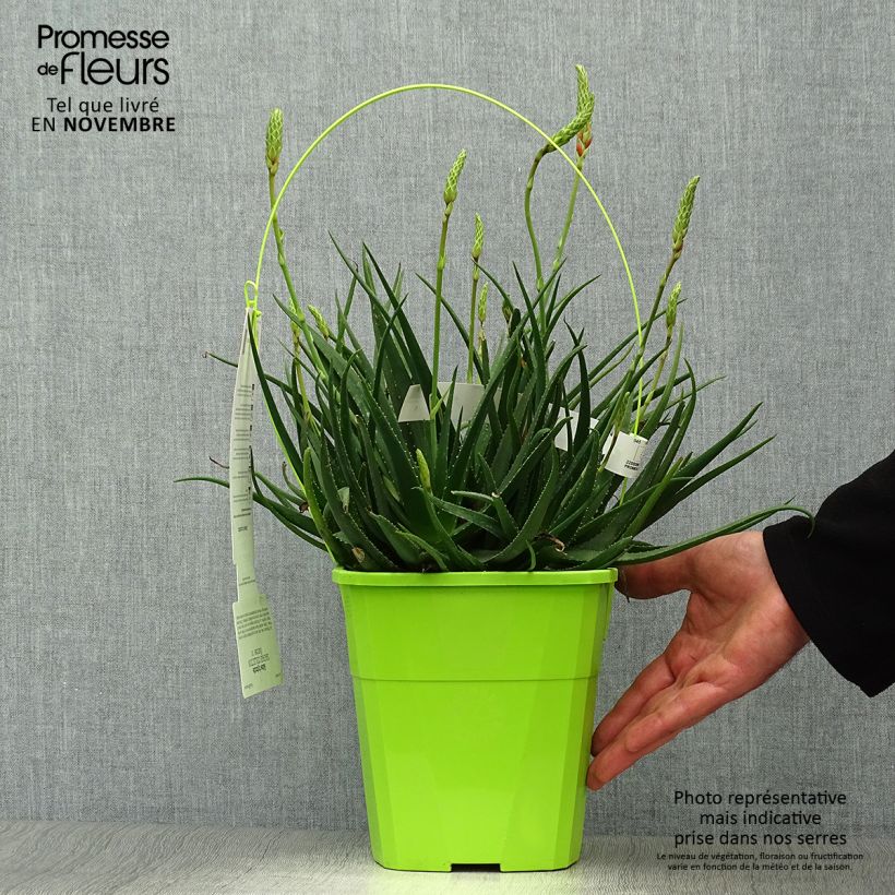 Spécimen de Aloe Safari Sunrise - Aloès Pot de 3L/4L tel que livré en automne