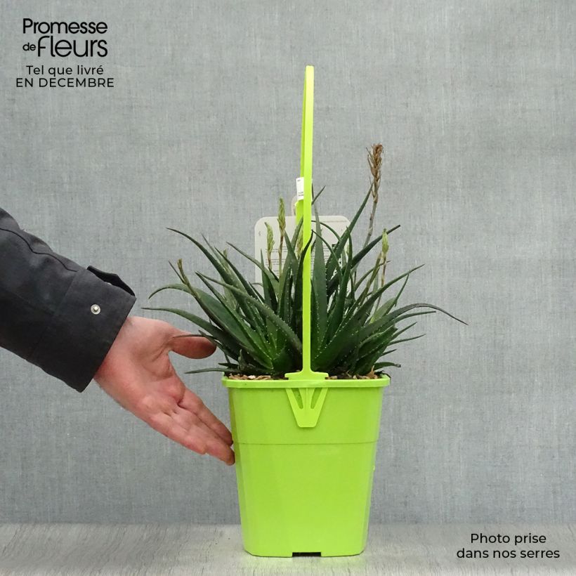 Spécimen de Aloe Safari Sunrise - Aloès Pot de 3L/4L tel que livré en hiver