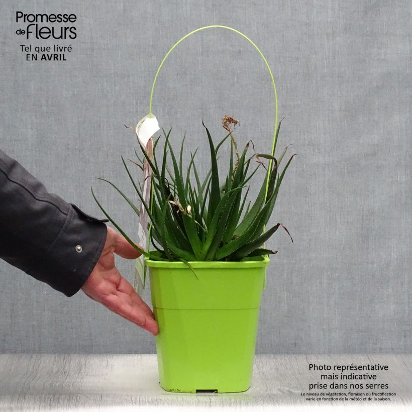 Spécimen de Aloe Safari Sunrise - Aloès Pot de 3L/4L tel que livré au printemps