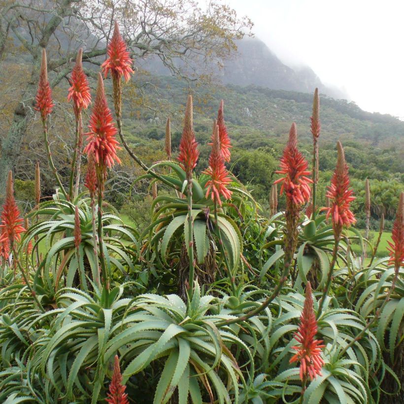 Aloe arborescens (Floração)