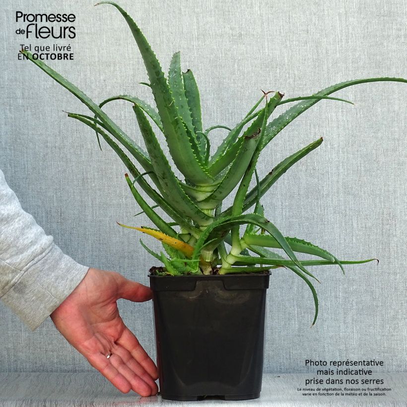 Spécimen de Aloe arborescens - Aloès arborescent Pot de 2L/3L tel que livré en automne