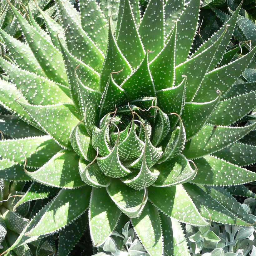Aloe aristata (Folhagem)