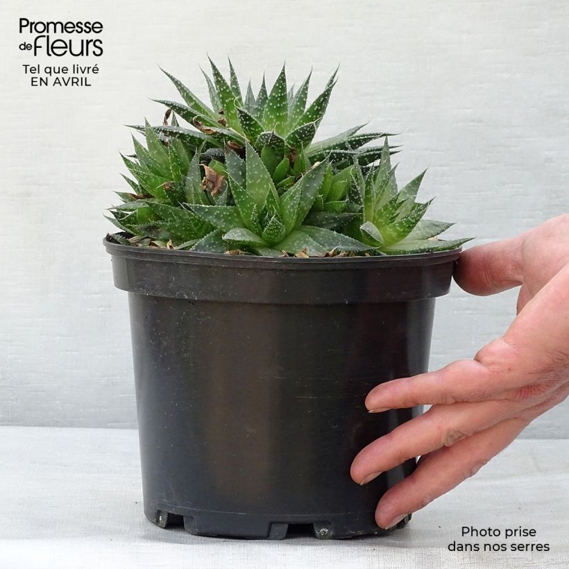 Spécimen de Aloe aristata - Aloe nain Pot de 2L/3L tel que livré au printemps