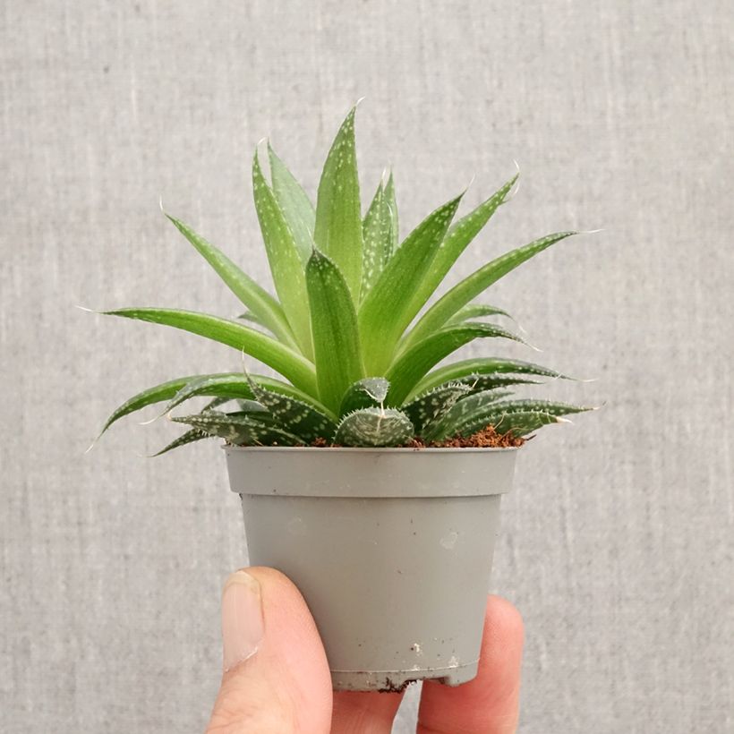 Spécimen de Aloe aristata - Aloe nain Mini-plante tel que livré au printemps