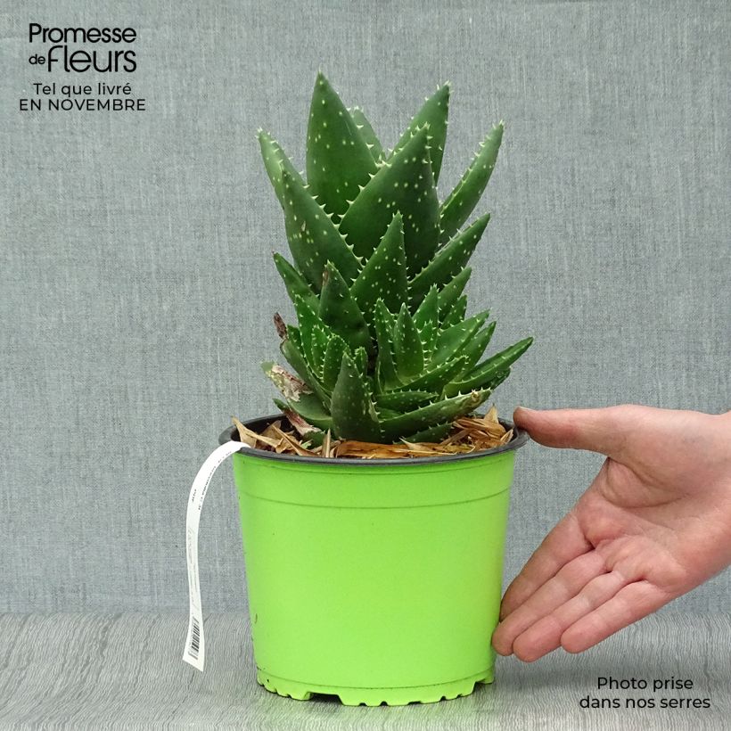 Spécimen de Aloe brevifolia - Aloès à feuilles courtes Pot de 2L/3L tel que livré en automne
