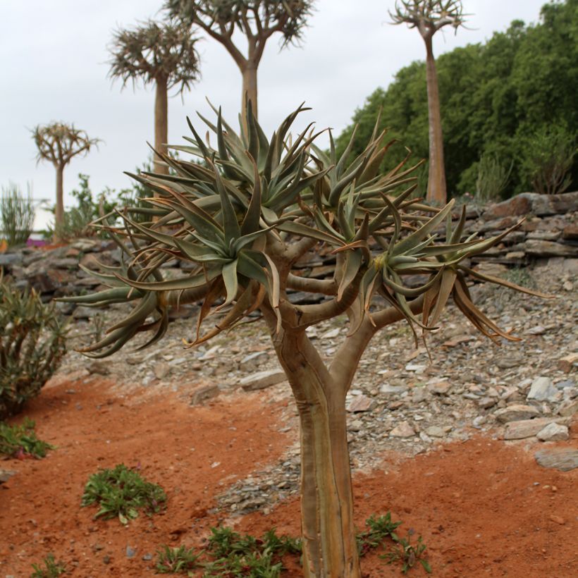 Aloe dichotoma - Arbre carquois (Port)