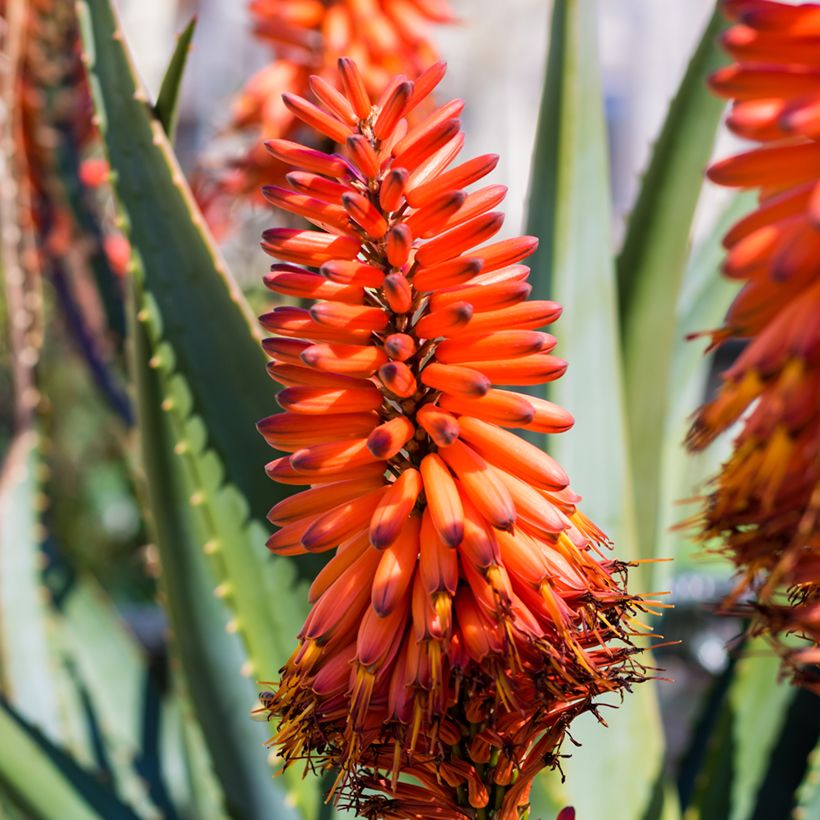 Aloe marlothii - Aloès de montagne (Floraison)