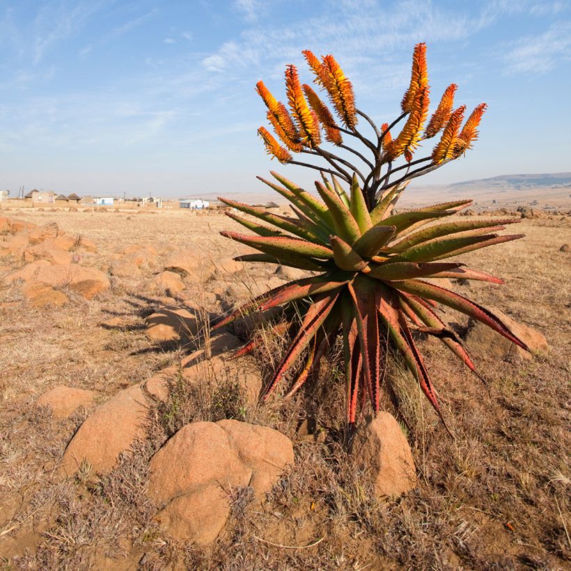 Aloe marlothii - Aloès de montagne (Port)