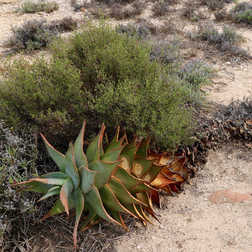 Aloe perfoliata (mitriformis) (Port)