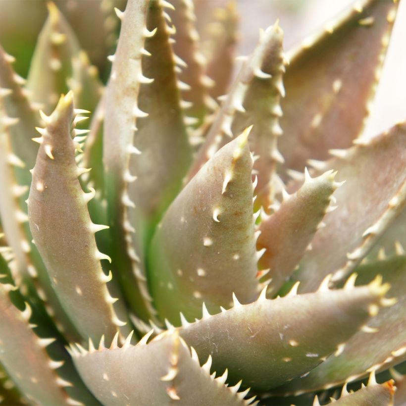 Aloe perfoliata (mitriformis) (Feuillage)