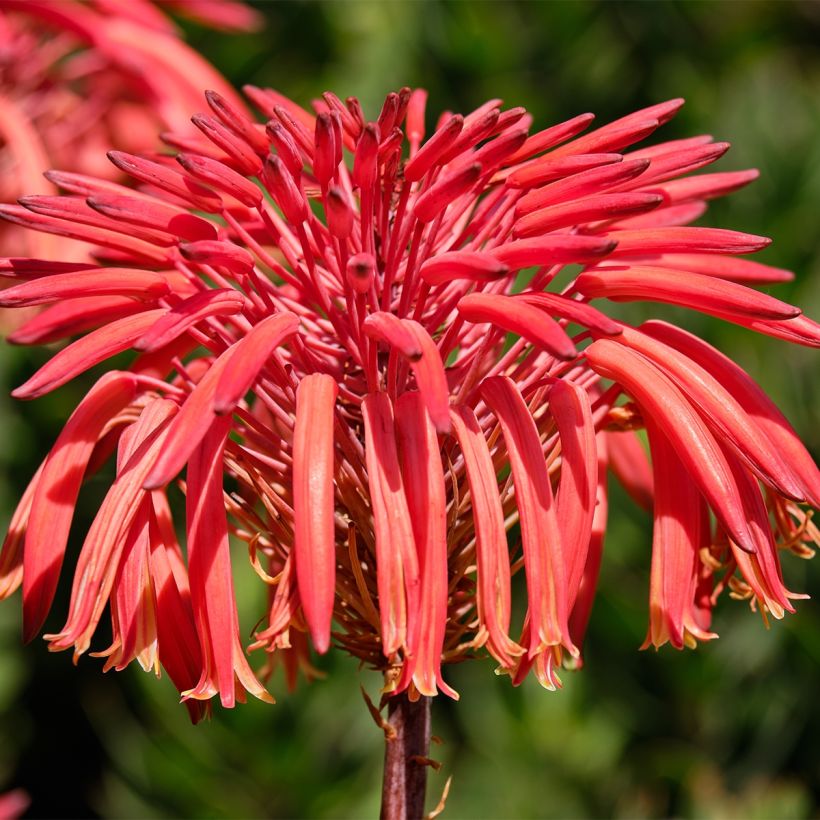Aloe perfoliata (mitriformis) (Floraison)