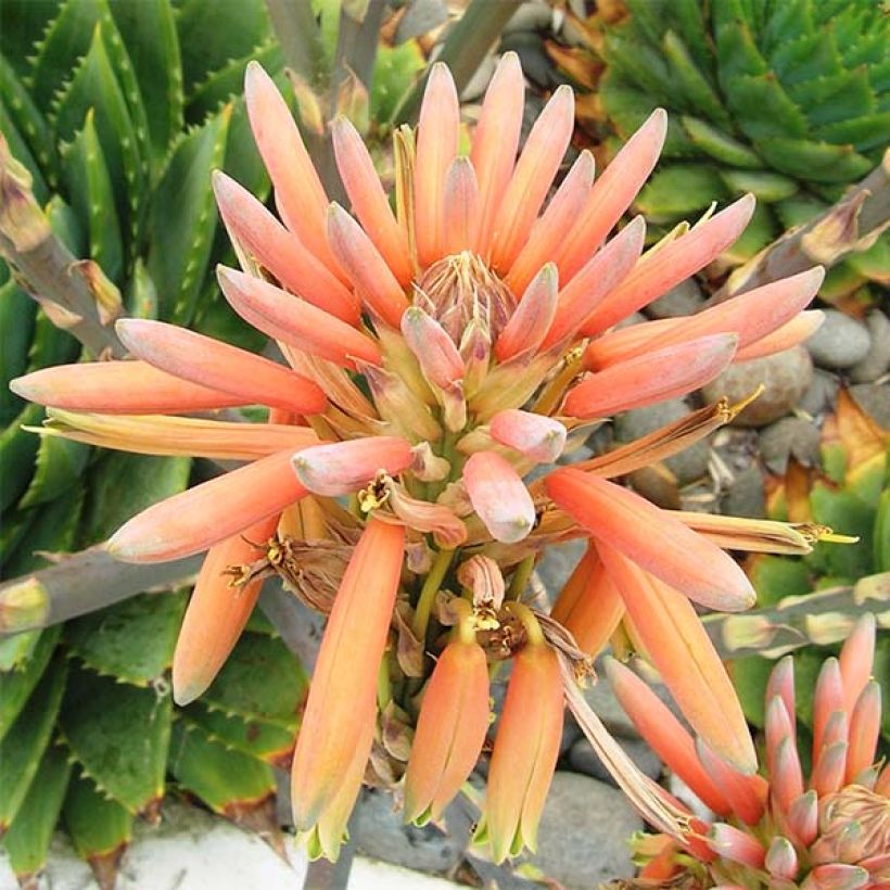 Aloe polyphylla (Floração)