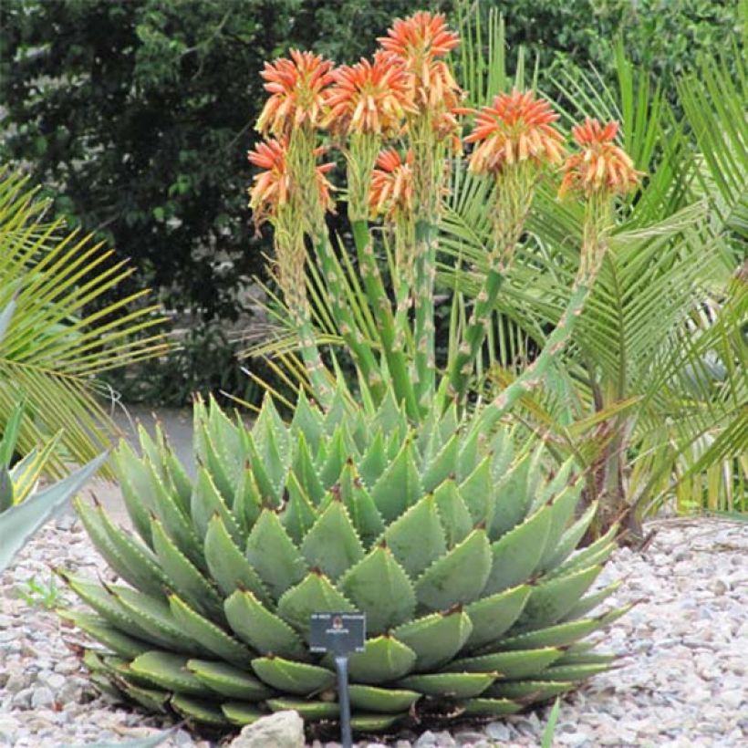 Aloe polyphylla (Hábito)
