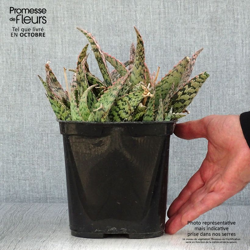 Spécimen de Aloe rauhii Cleopatra - Aloès Snowflake Pot de 2L/3L tel que livré en automne