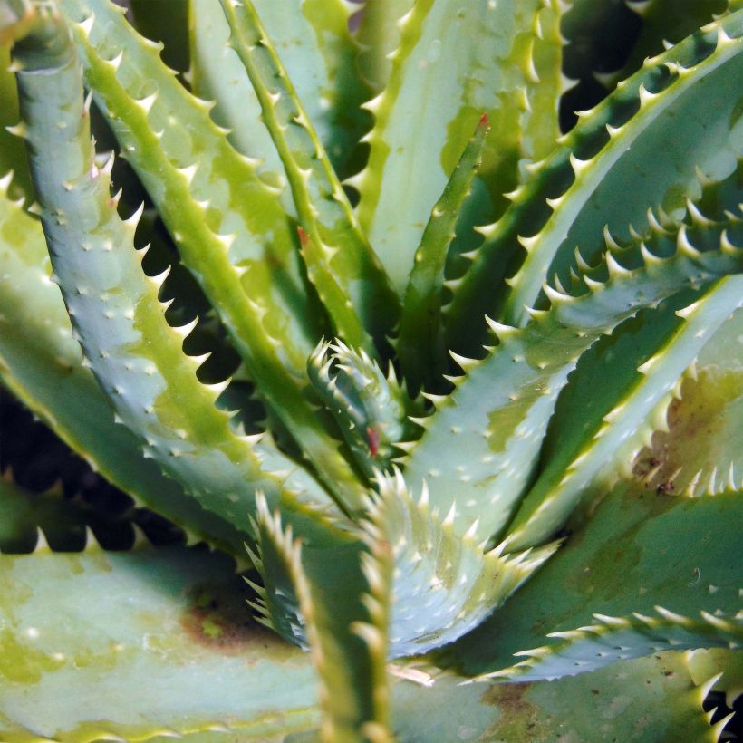 Aloe × spinosissima (Folhagem)