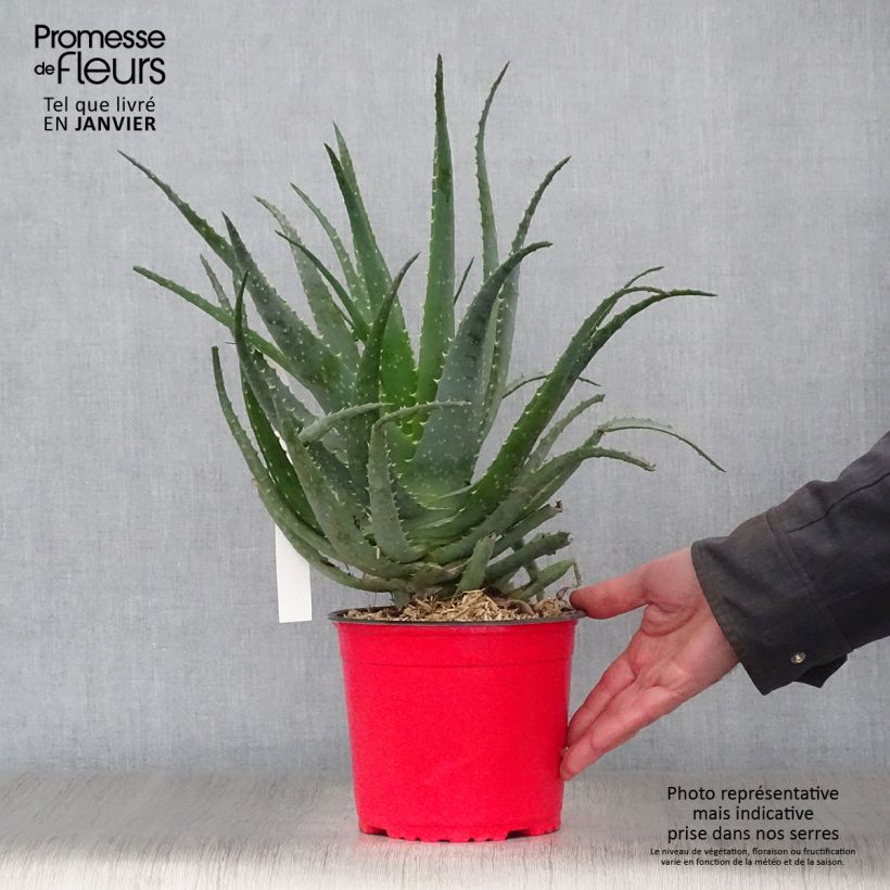 Spécimen de Aloe spinosissima - Aloès Pot de 2L/3L tel que livré en hiver
