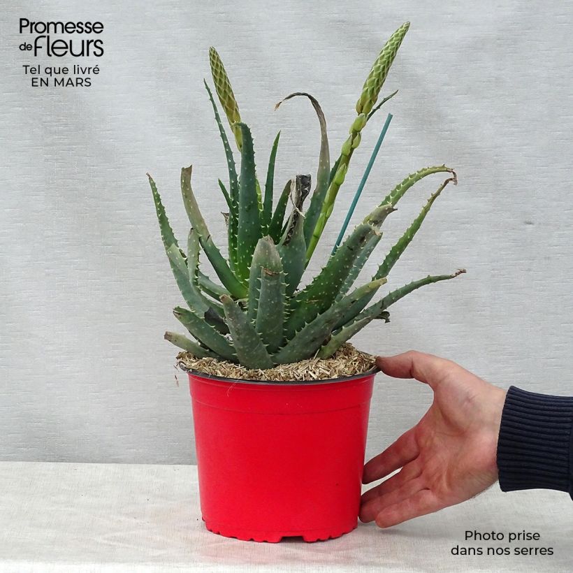 Spécimen de Aloe spinosissima - Aloès Pot de 2L/3L tel que livré au printemps