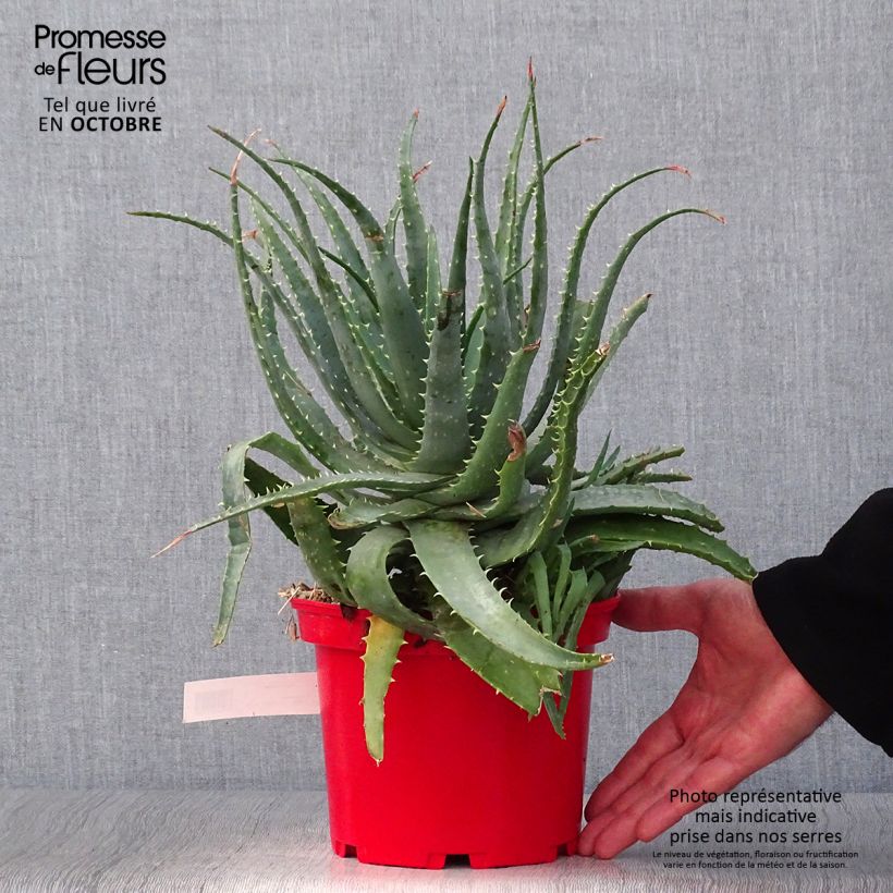 Spécimen de Aloe spinosissima - Aloès Pot de 2L/3L tel que livré en automne