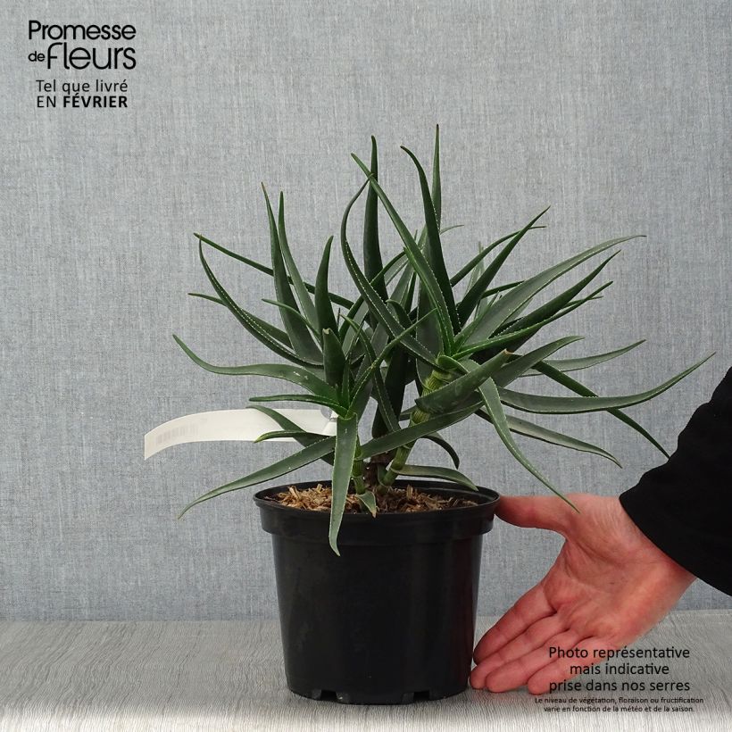 Spécimen de Aloe striatula ArticJungle - Aloès arbustif Godet de 8/9 cm tel que livré en hiver