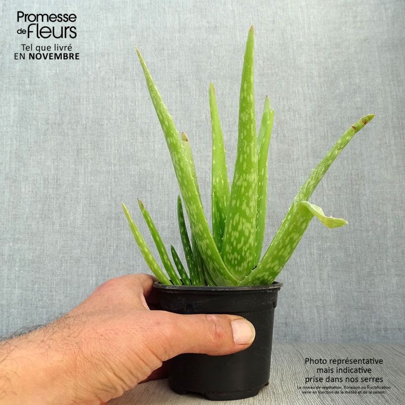 Spécimen de Aloe vera - Aloes des Barbades Godet de 7/8 cm tel que livré en automne