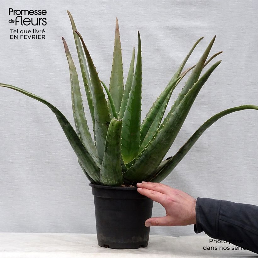 Spécimen de Aloe vera - Aloes des Barbades Pot de 2L/3L tel que livré en hiver