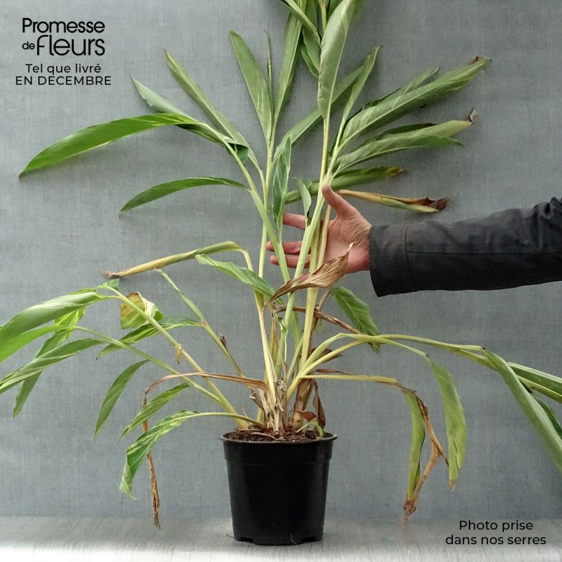 Spécimen de Alpinia zerumbet Variegata - Gingembre coquille Pot de 2L/3L tel que livré en hiver
